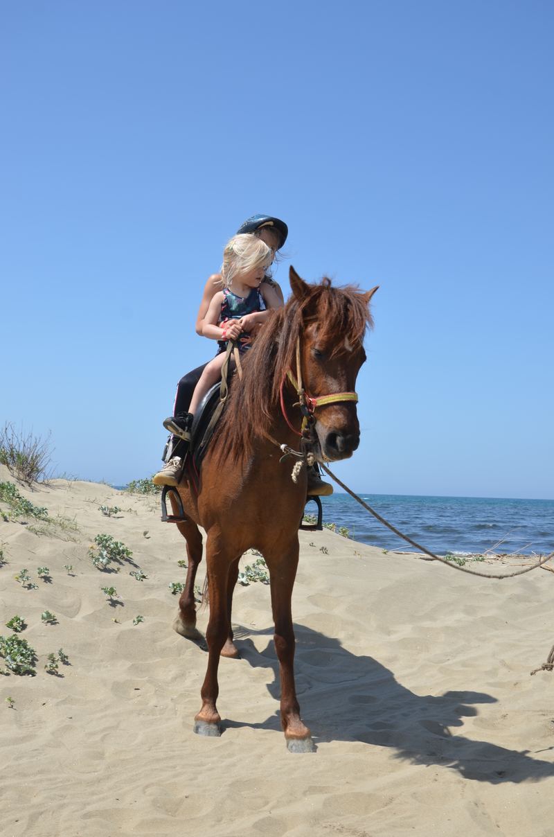 Horse Safari